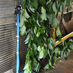 10 Cahos Factory 0290